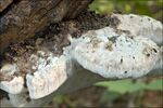 Tyromyces fissilis 3.jpg