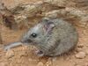 Zyzomys pedunculatus.jpg