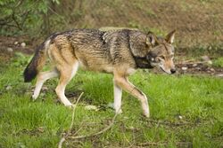 Adult Red Wolf.jpg