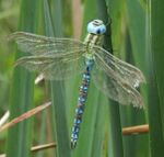 Aeshna viridis male 2534.jpg