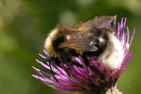 Bombus bohemicus (male) Belgian Ardennes.jpg