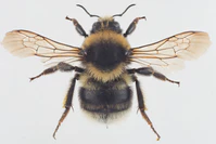Bombus semenoviellus.jpg