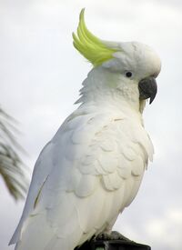Cacatua galerita portrait.jpg