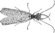 Corydalus cornutus illustration (rotated).png