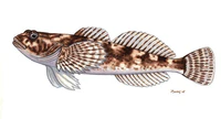 Cottus poecilopus Cifra kölönte.jpg