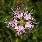 Dianthus superbus Schweiz Julierpass 224.jpg