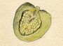 Ehret-Methodus Plantarum Sexualis-Z.jpg