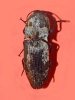 Elateridae - Calais parreysii.jpg