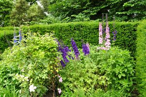 Flowers in Brodsworth Hall gardens (9312).jpg