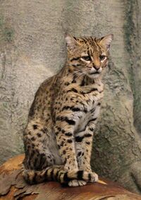 Geoffrey'sCat2.jpg