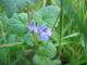 Glechoma hederacea.jpeg