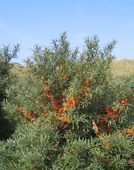Hippophae rhamnoides-01 (xndr).JPG