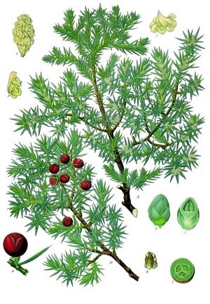 Juniperus oxycedrus - Köhler–s Medizinal-Pflanzen-083.jpg