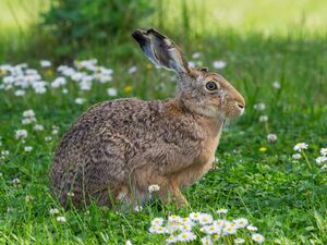 Lepus EM115247 (27783674376).jpg