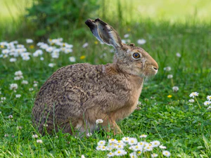 Lepus EM115247 (27783674376).jpg
