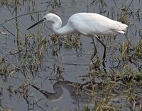 Little Egret Reflection.jpg