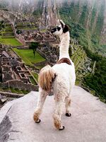 Llama, peru, machu picchu.jpg