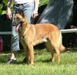 Malinois Shepherd2.JPG