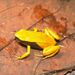 Mantella crocea.jpg