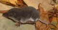 Neomys anomalus.jpg