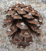 Pinus leiophylla subsp chihuahuana cone.jpg