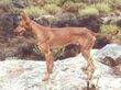 Podenco Canario 3.jpg