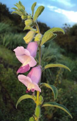 Sesamum indicum 13.JPG