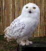 Snowy Owl