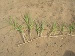Starr 050902-4373 Panicum repens.jpg