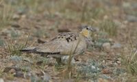 Tibetan Sandgrouse Syrrhaptes Tibetanus.jpg