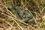 Užovka obojková - Natrix natrix.jpg