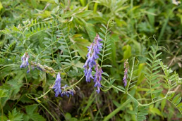 Vicia cracca 01.jpg