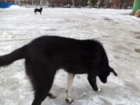 Бродячая собака на Спартановке.JPG
