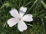 Agrostemma githago 'Sakuragai'2.jpg