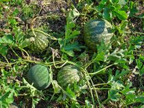 Citrullus colocynthis 004.JPG