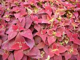 Coleus Blumei 01.jpg