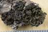 Collema curtisporum Degel.jpg