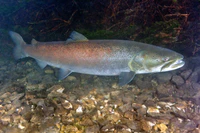 Danube Salmon - Huchen (Hucho hucho).jpg