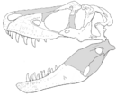 Daspletosaurus wilsoni.png
