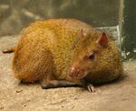 Dasyprocta leporina - Buffalo Zoo.jpg
