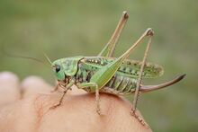 Decticus verrucivorus (42083043185).jpg