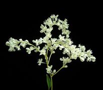 Fallopia baldschuanica1 ies.jpg