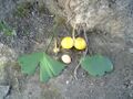 Ginkgo fruit leaves seed.jpg