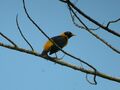 Golden Myna (2904731239).jpg