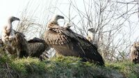 Himalayan Griffons. Gyps himalayensis - Flickr - gailhampshire.jpg