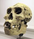 Homo Georgicus IMG 2922.JPG