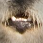 Kalan's mouth.jpg