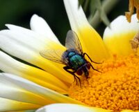 Lucilia sp5.jpg