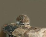 Microtus tatricus.JPG