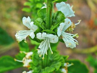 Ocimum basilicum 003.JPG